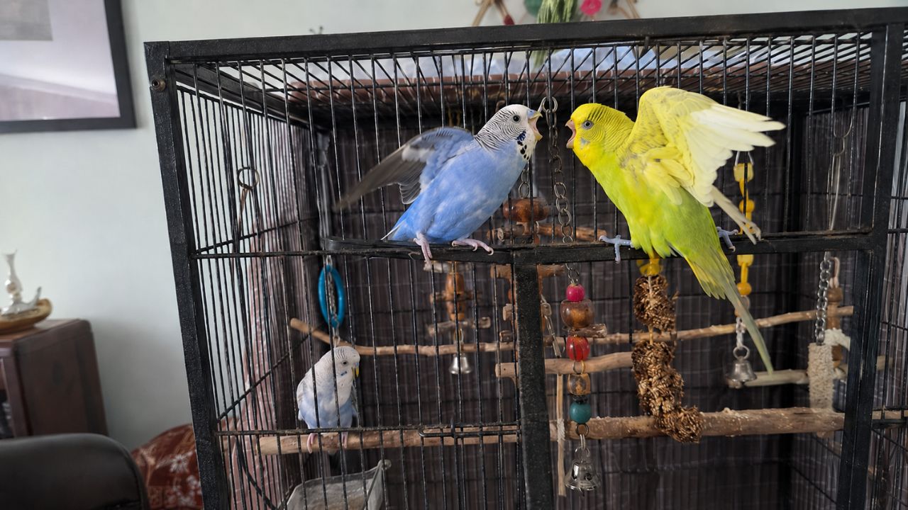 Budgies fighting in UK cage worried owner urgent
