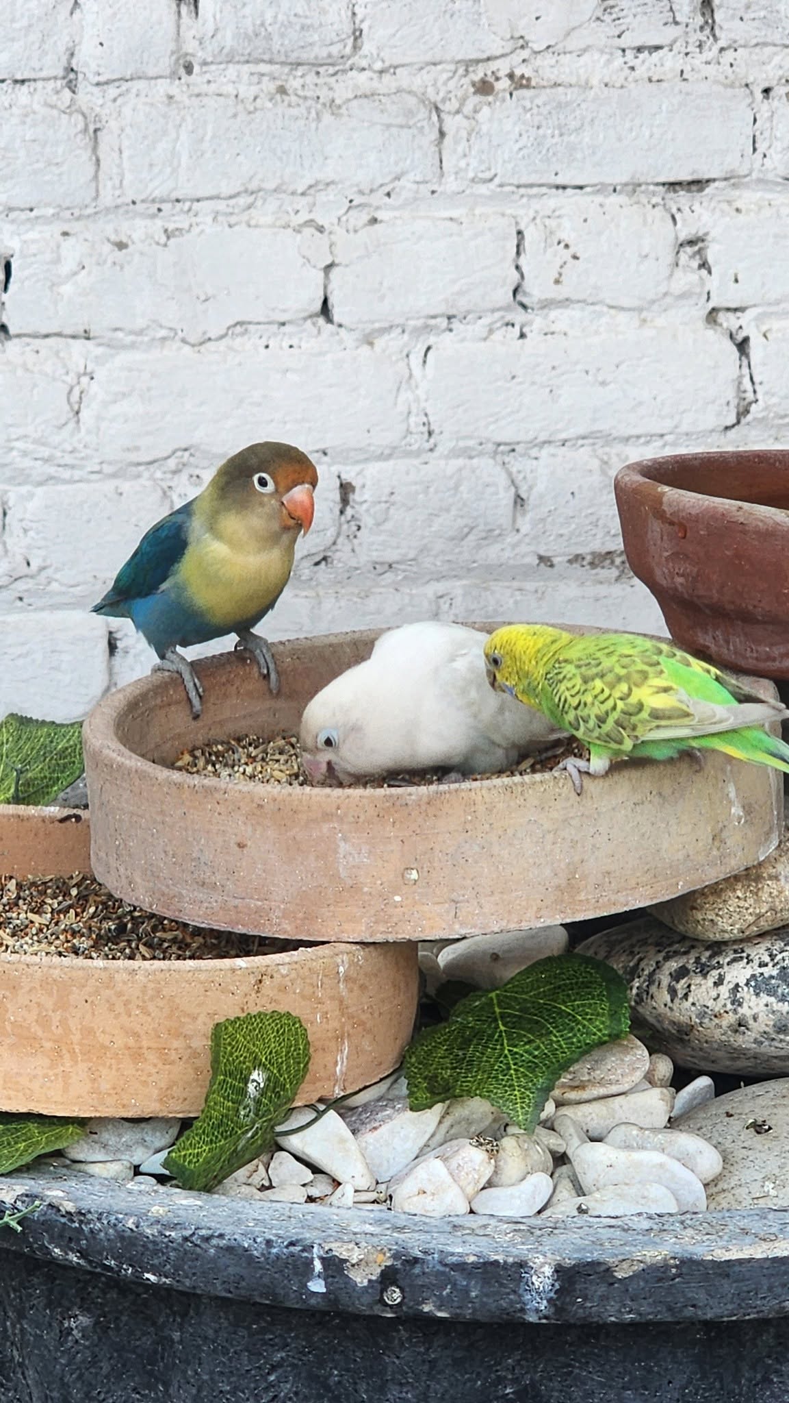 Bulk bird seed storage container UK home