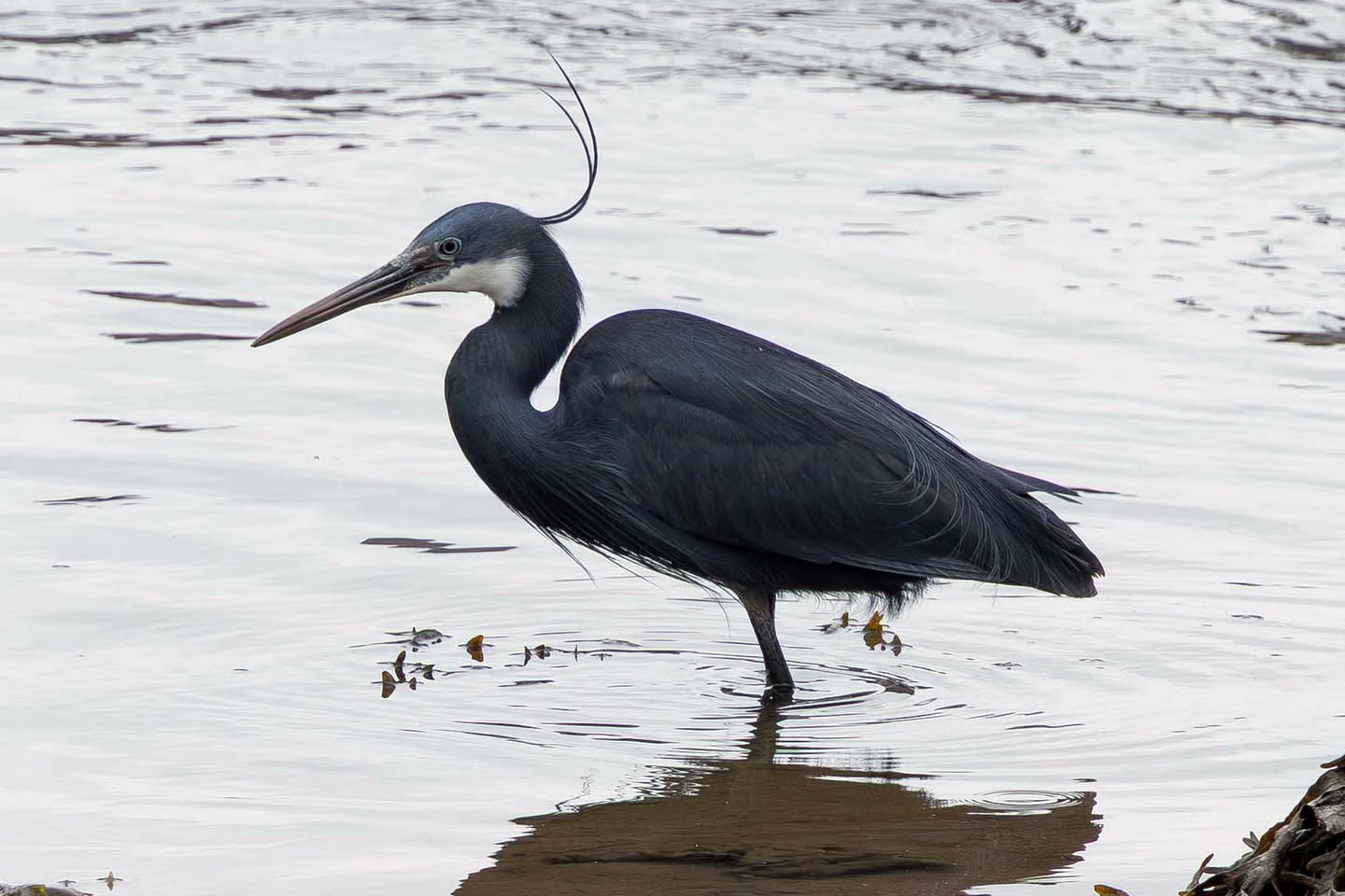Caernarfon harbour birdwatchers western reef heron Wales