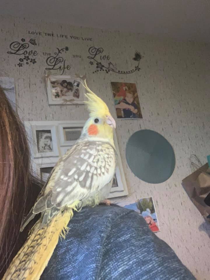 Calm cockatiel trusting UK owner rebuilt bond patient