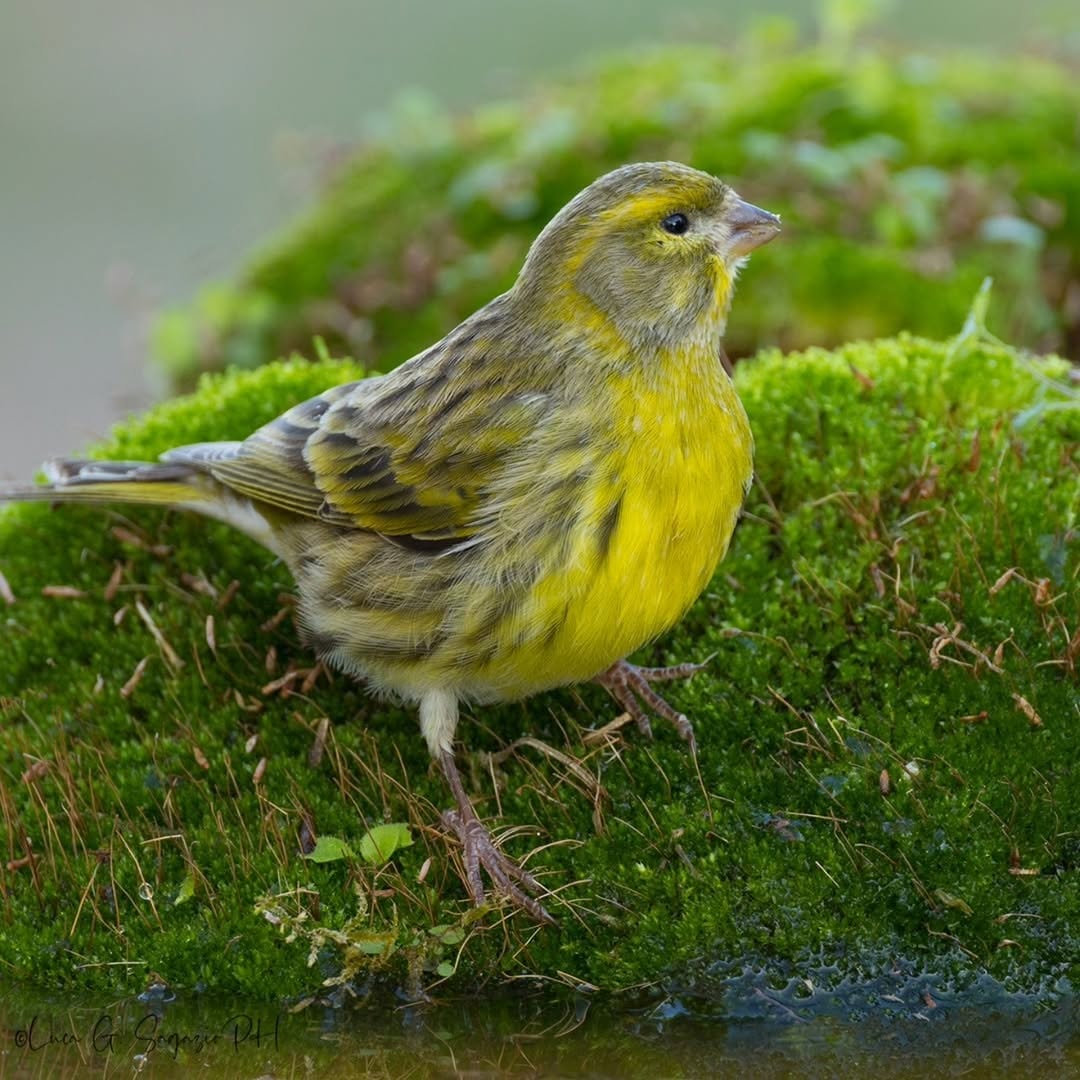 Canary finch small bird vulnerable UK heatwave 2026