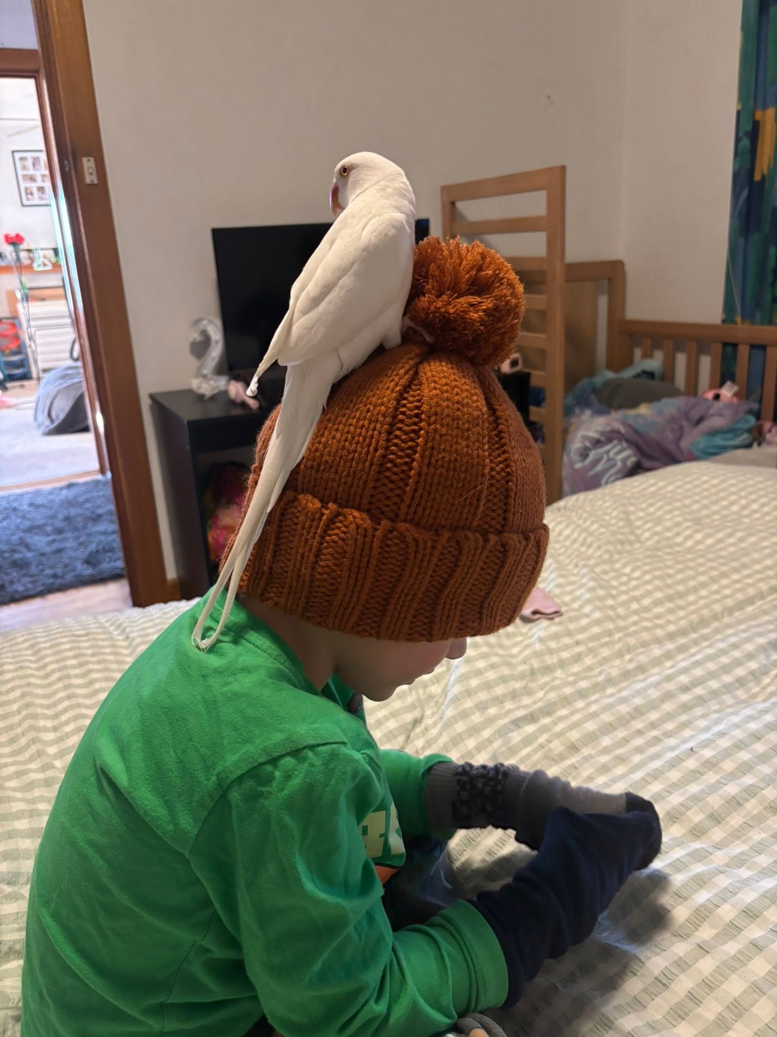Child autism budgie bird UK safe social interaction