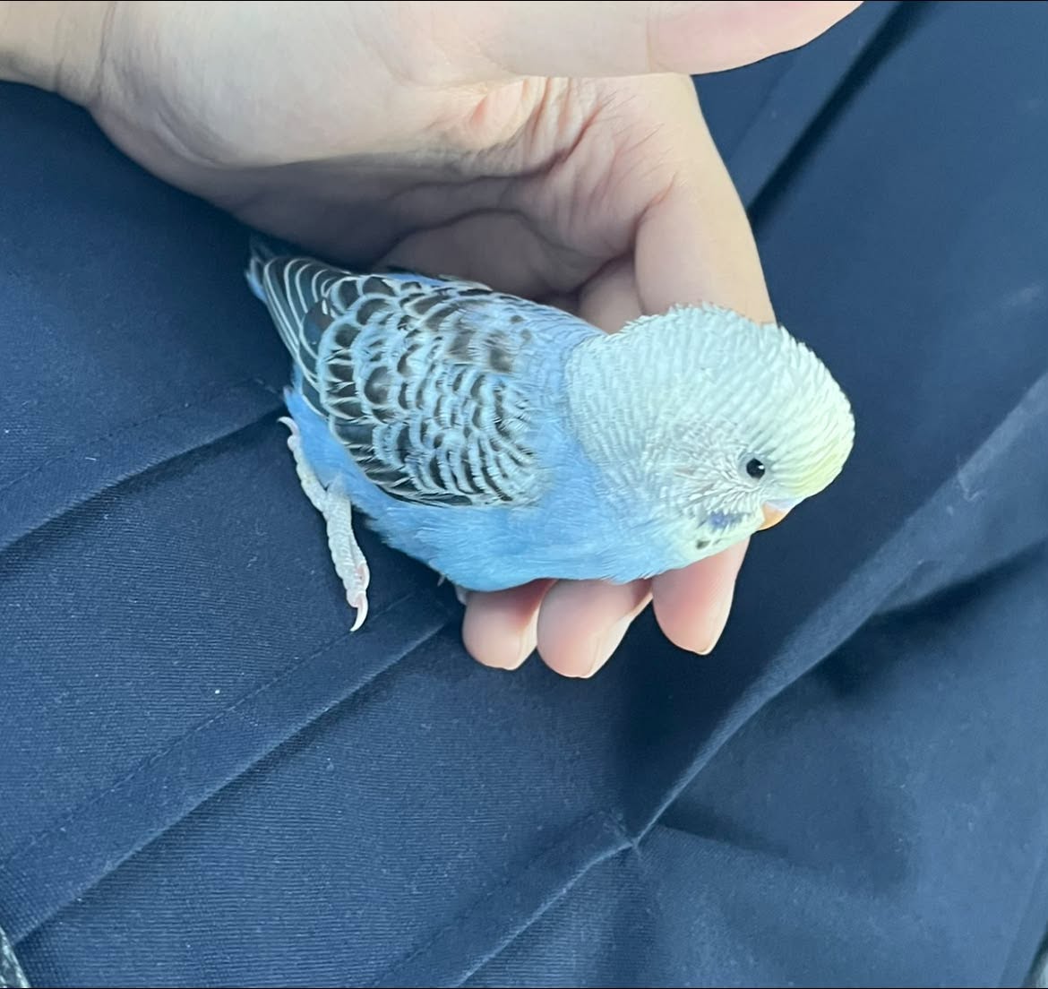 Child budgie stepping up finger UK tame bond
