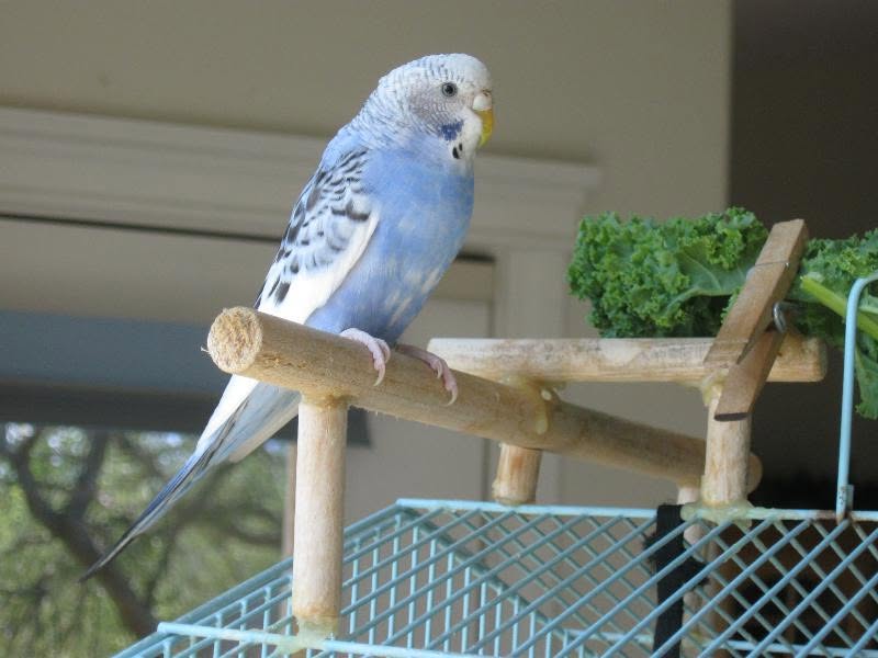 Child calm approaching budgie UK emotional regulation