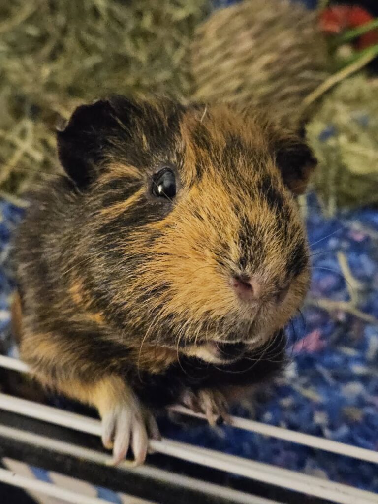 Child holding guinea pig lap UK family pet