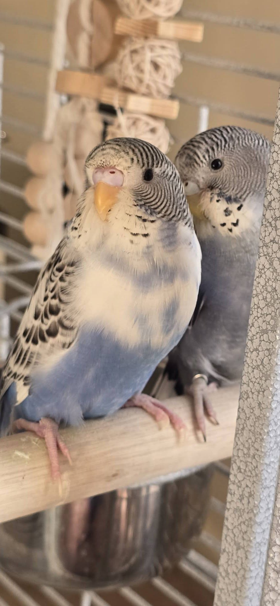 Child parent budgie cage UK family pet bond