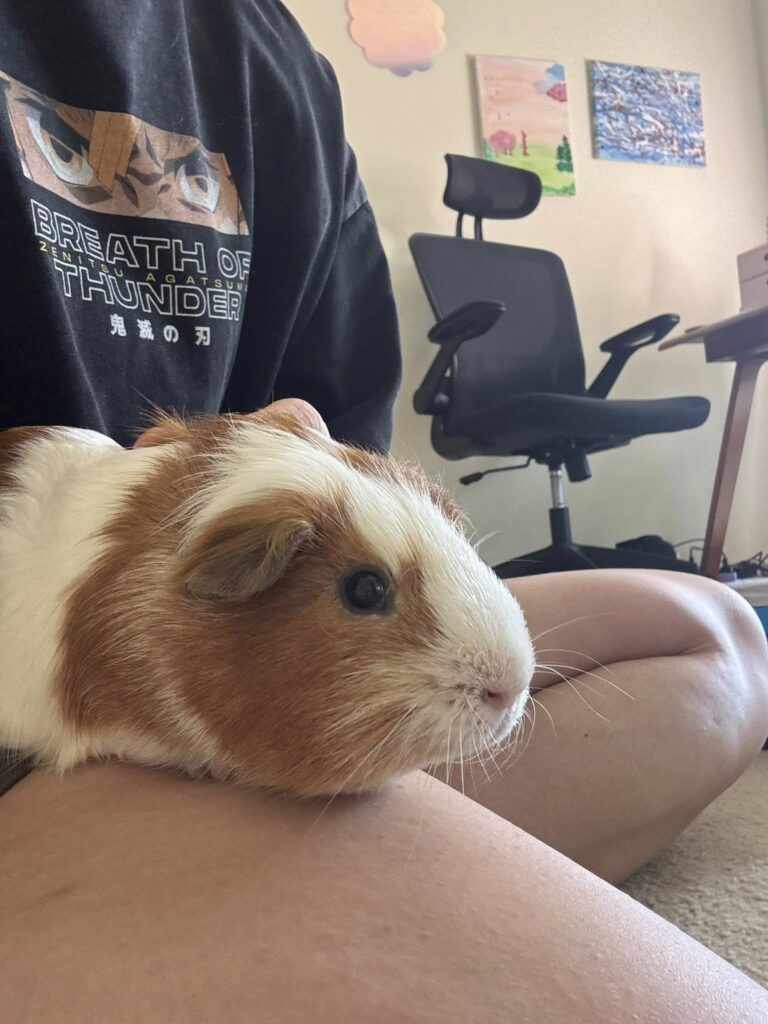 Child sitting on floor holding guinea pig UK