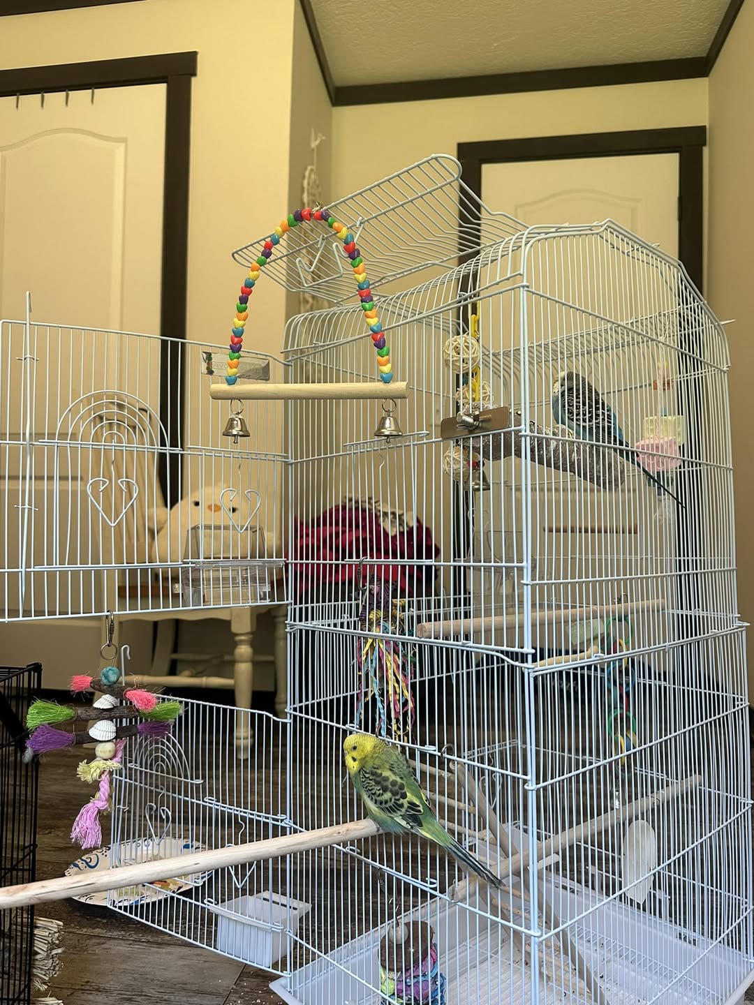 Child watching budgie cage UK patience learning