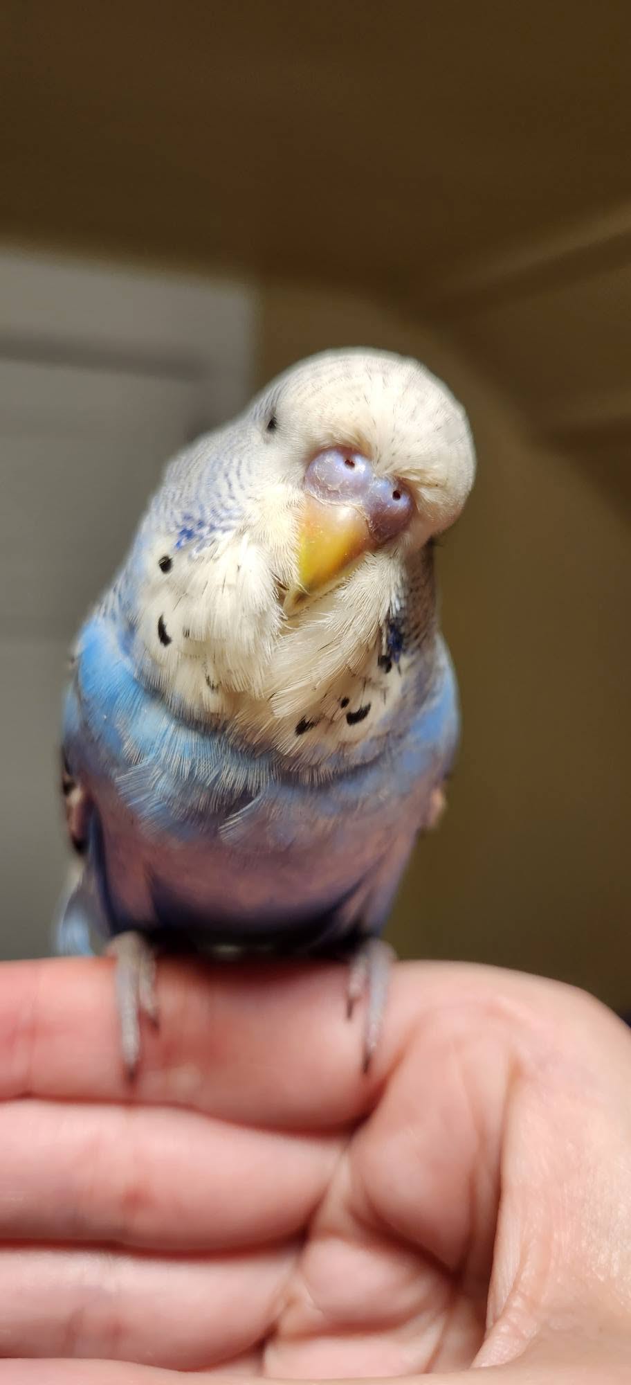 Close up budgie cere early roughening mite sign UK 