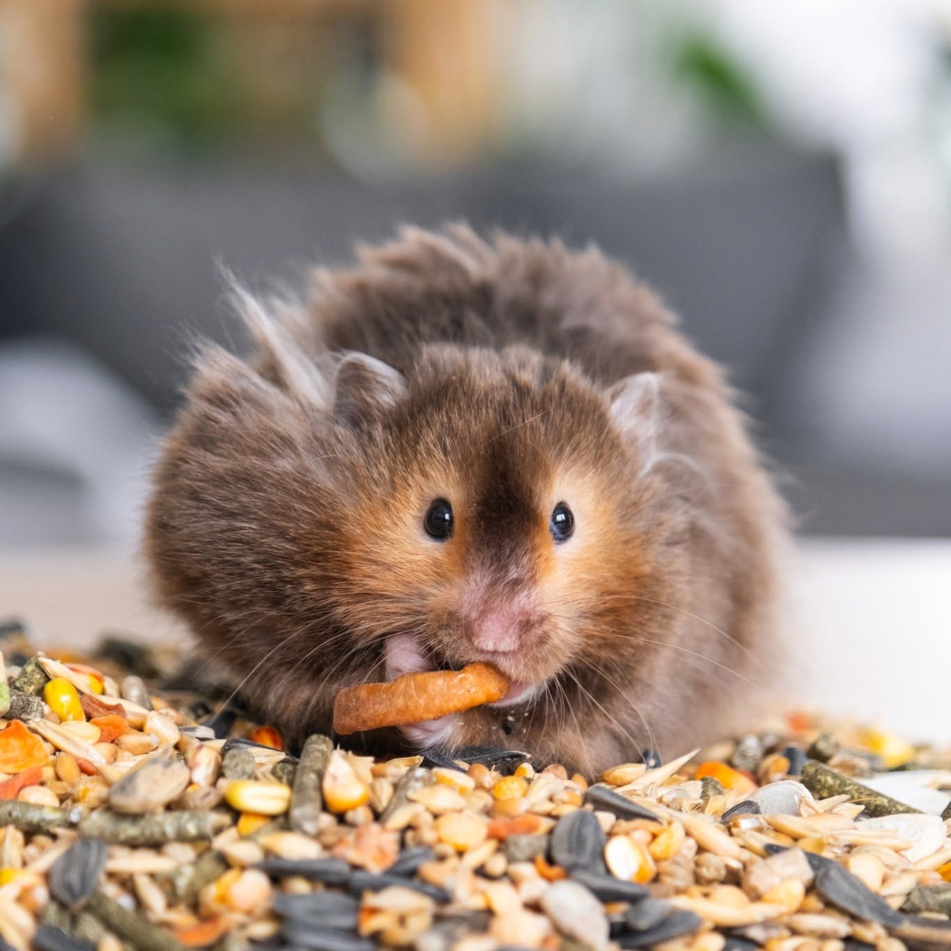Close up hamster cheek pouches stuffed with seeds showing pouch size UK