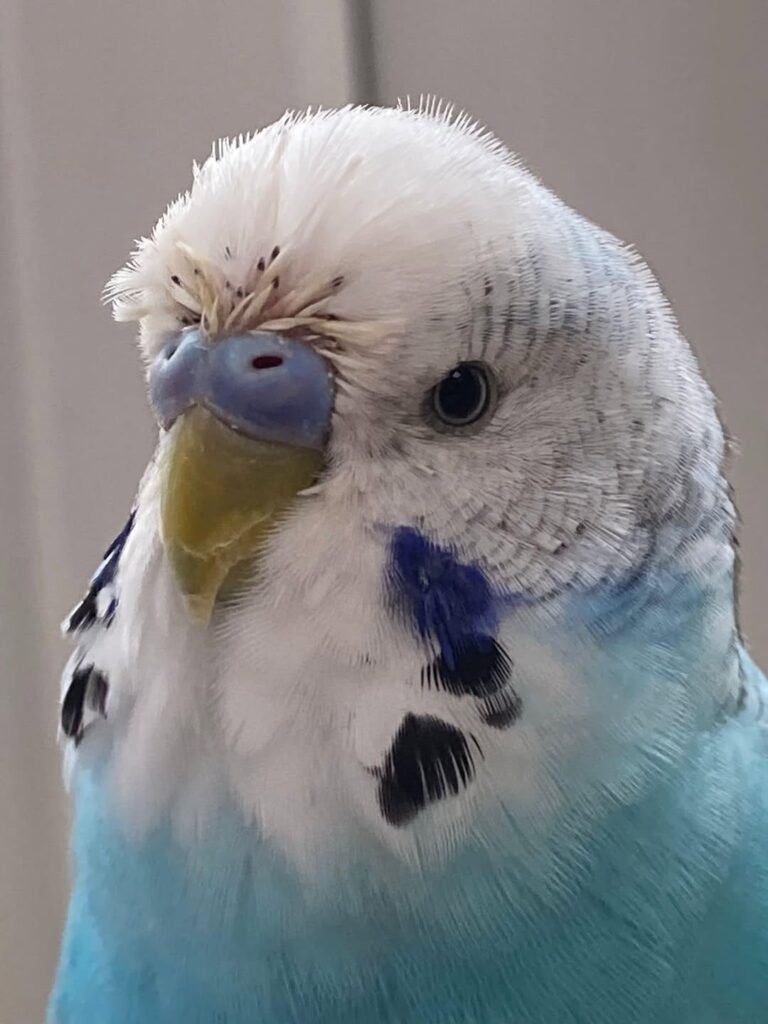Close-up healthy budgie cere nostrils smooth texture UK