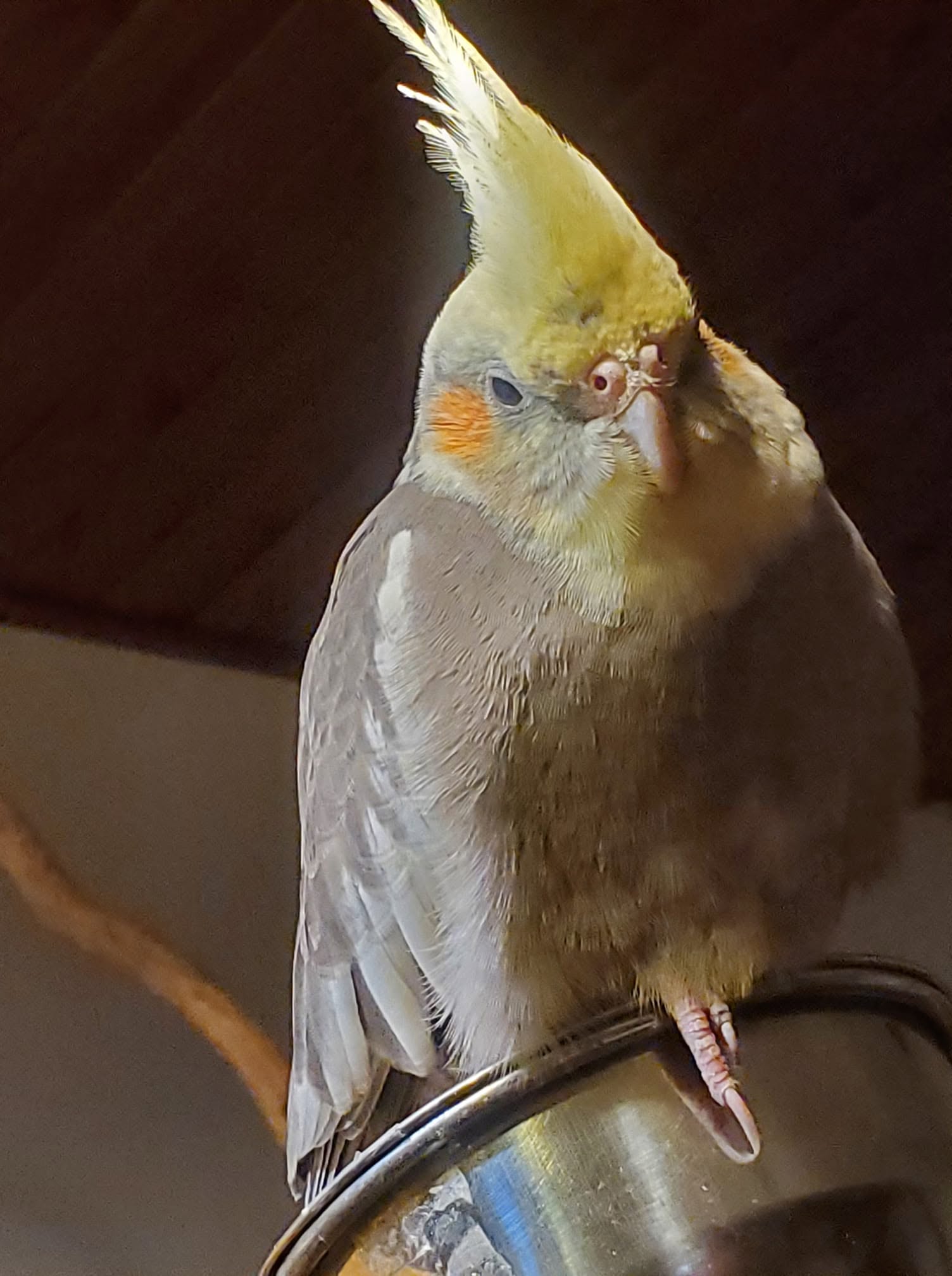 Cockatiel alone cage withdrawn UK 