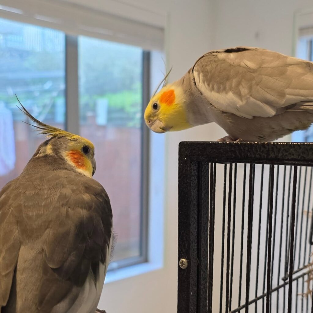 Cockatiel being stroked overstimulation body tension