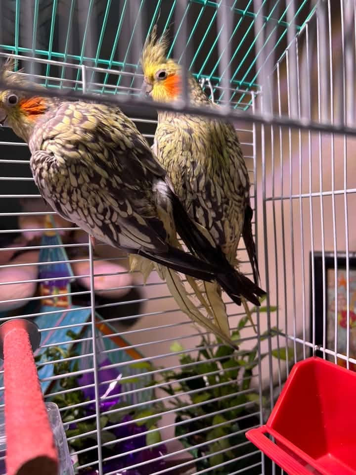 Cockatiel cage cat nearby stress response UK
