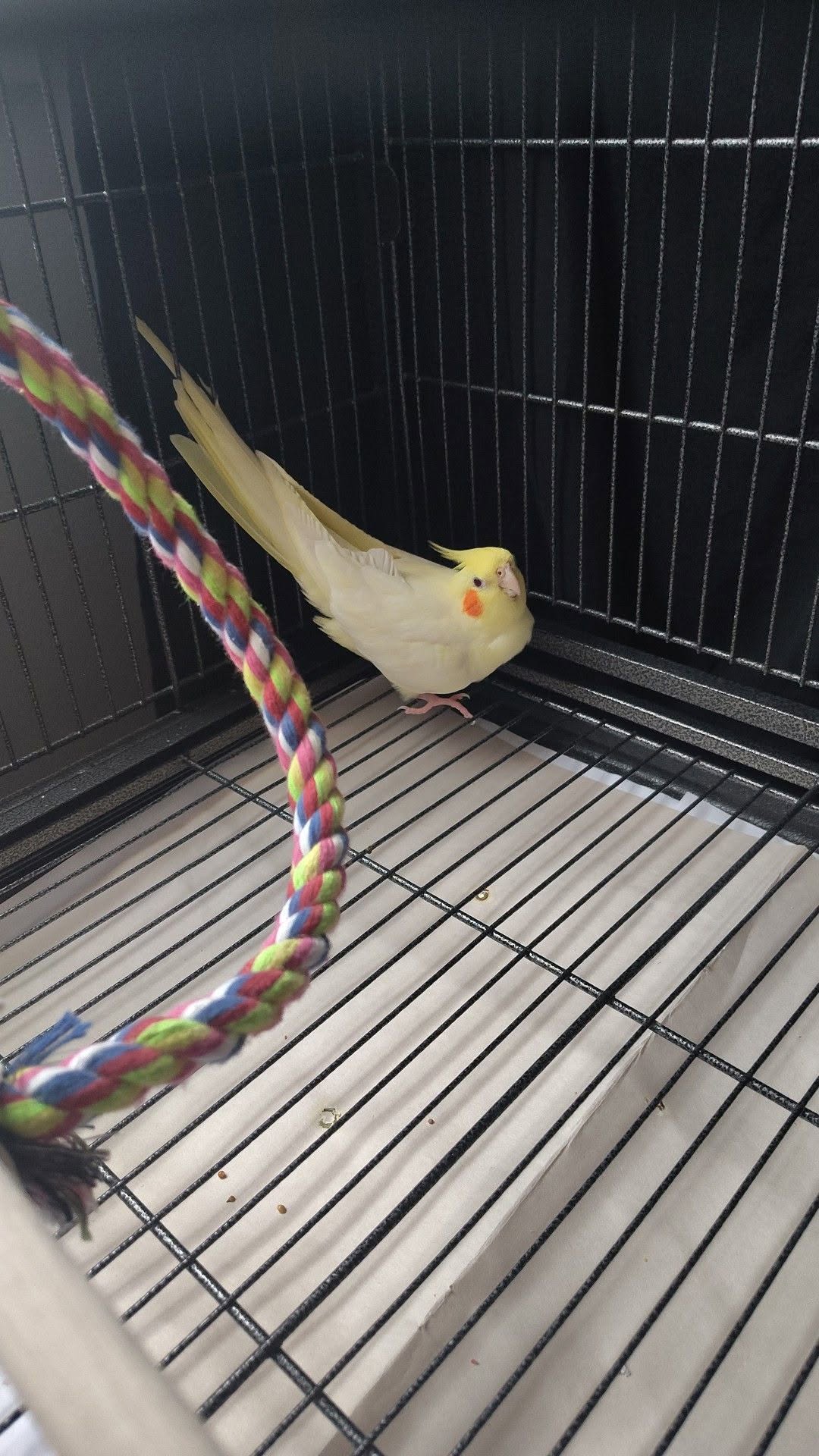 Cockatiel cage covered at night UK 