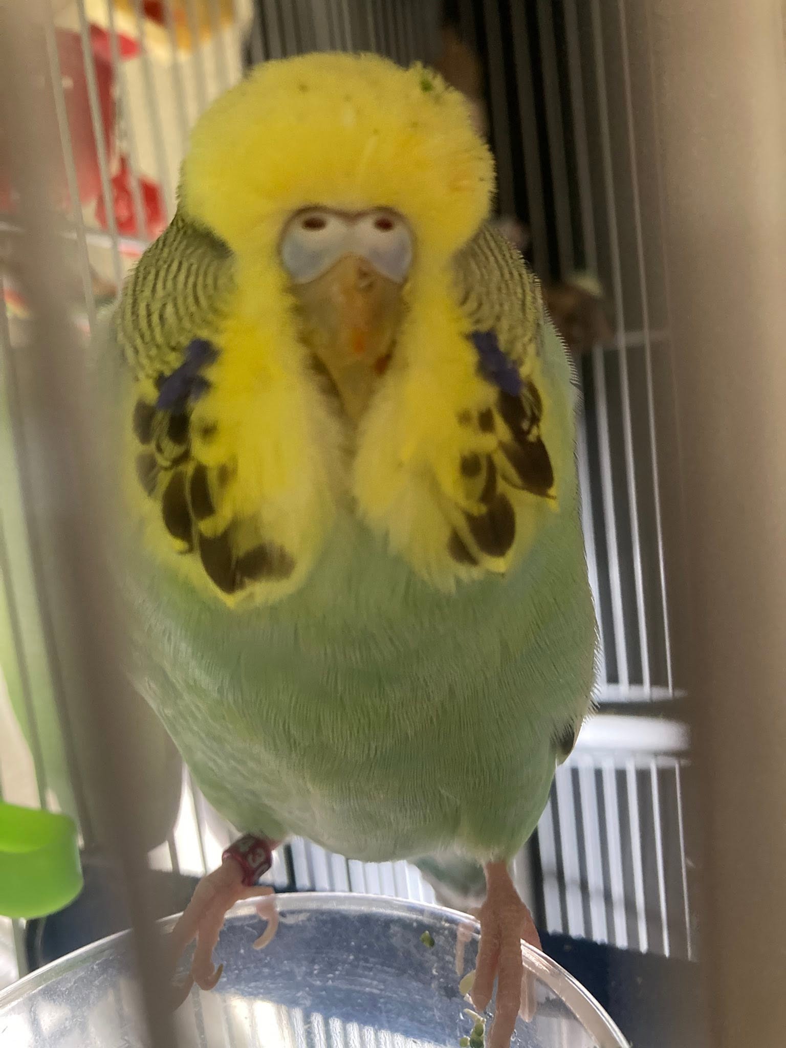 Cockatiel canary budgie summer heat care UK