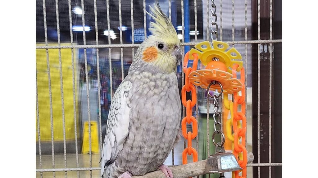 Cockatiel crest fanned display behaviour UK