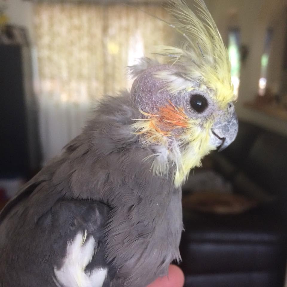 Cockatiel crest fully raised alert curious UK