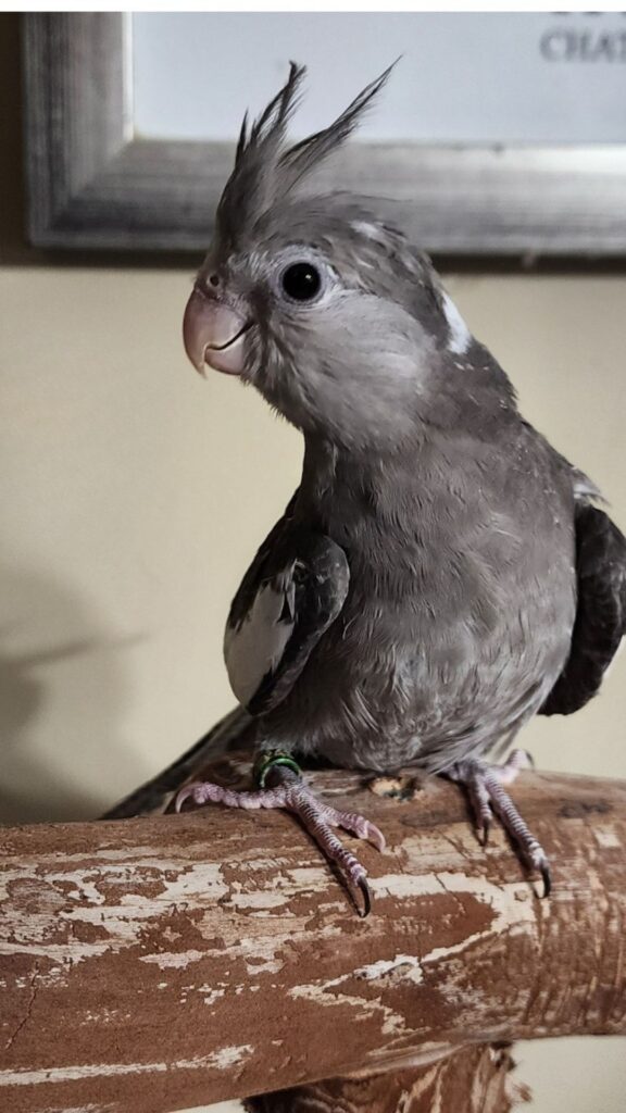Cockatiel crest positions guide UK reading bird mood