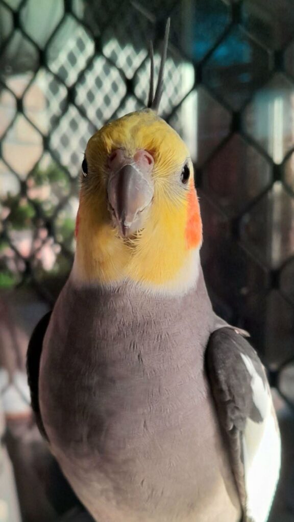 Cockatiel fear response hand approaching above UK