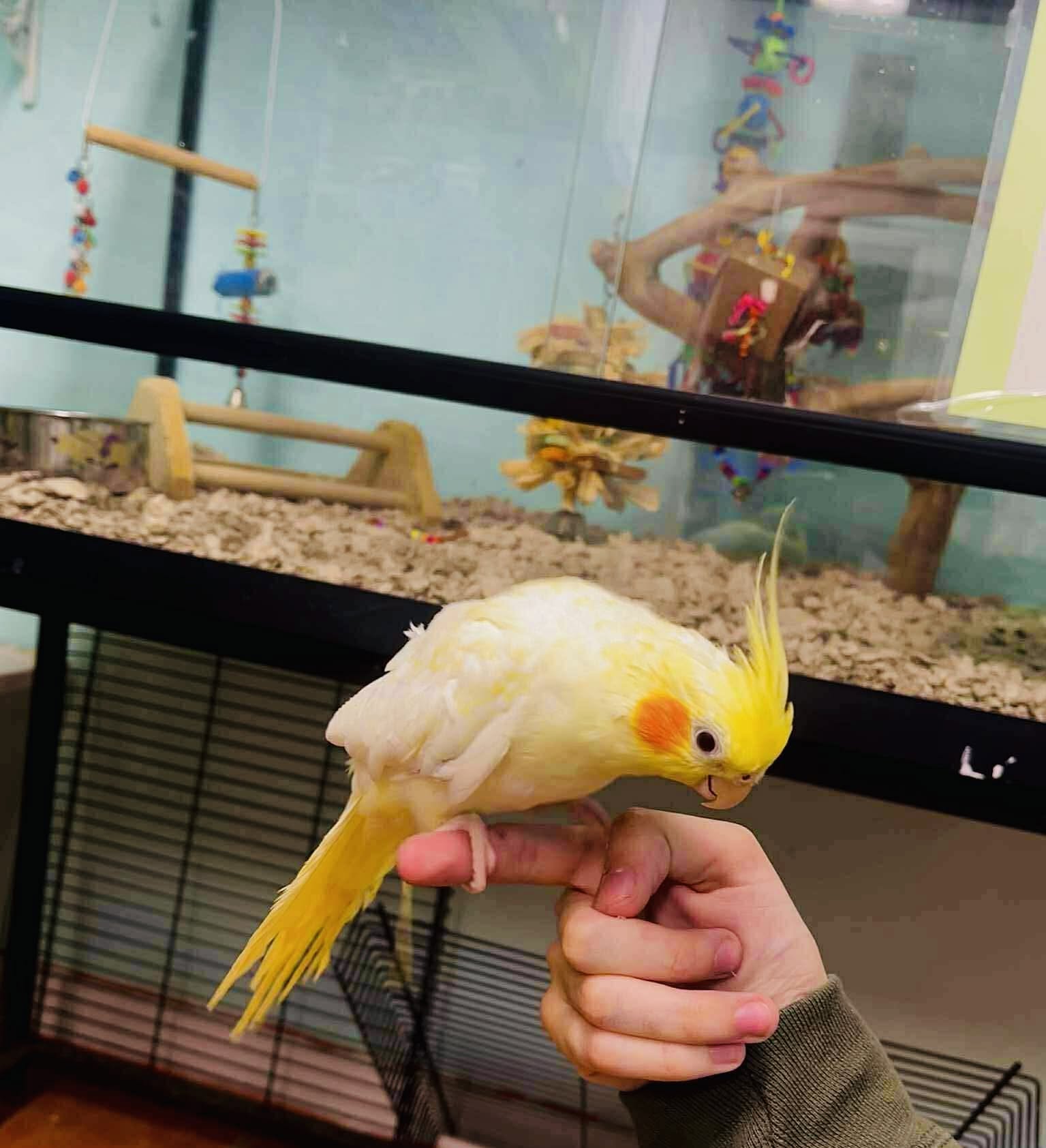 Cockatiel quiet on perch UK owner