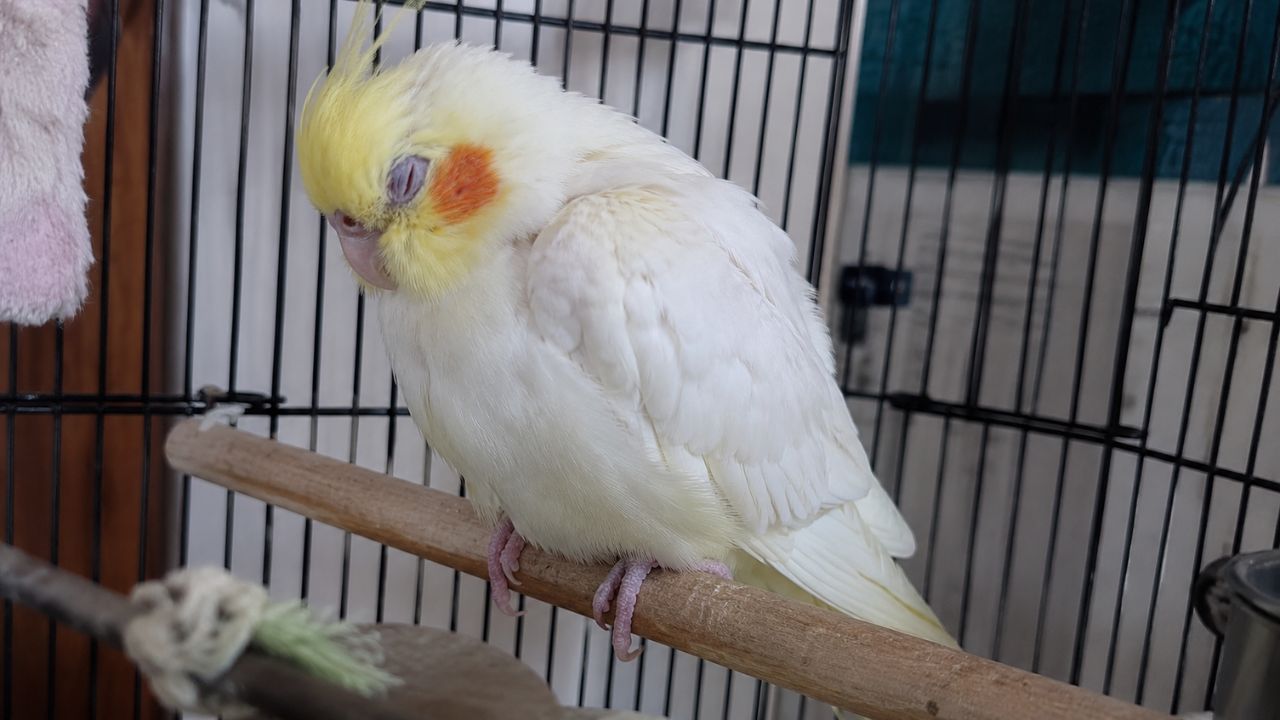 Cockatiel sleeping all day on perch UK