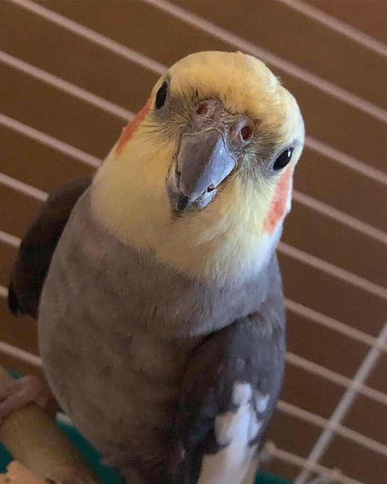 Cockatiel vet examination pain biting UK