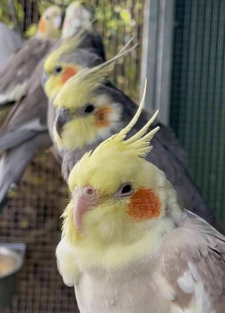 Cockatiel warning signs erect crest pinned pupils