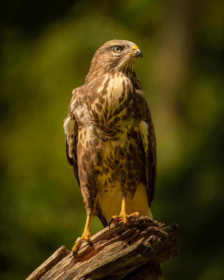 Common buzzard UK village pathway Leicestershire Coleorton