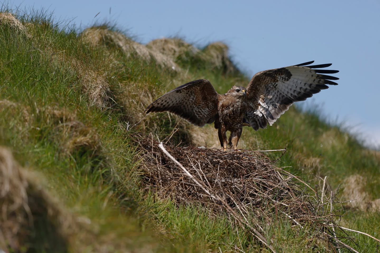 Common buzzard chick nest UK tree nesting season