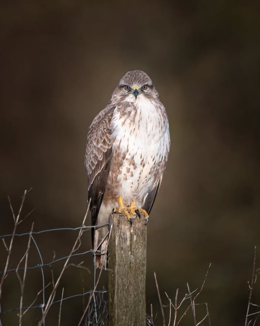 Common buzzard soaring UK countryside population recovery