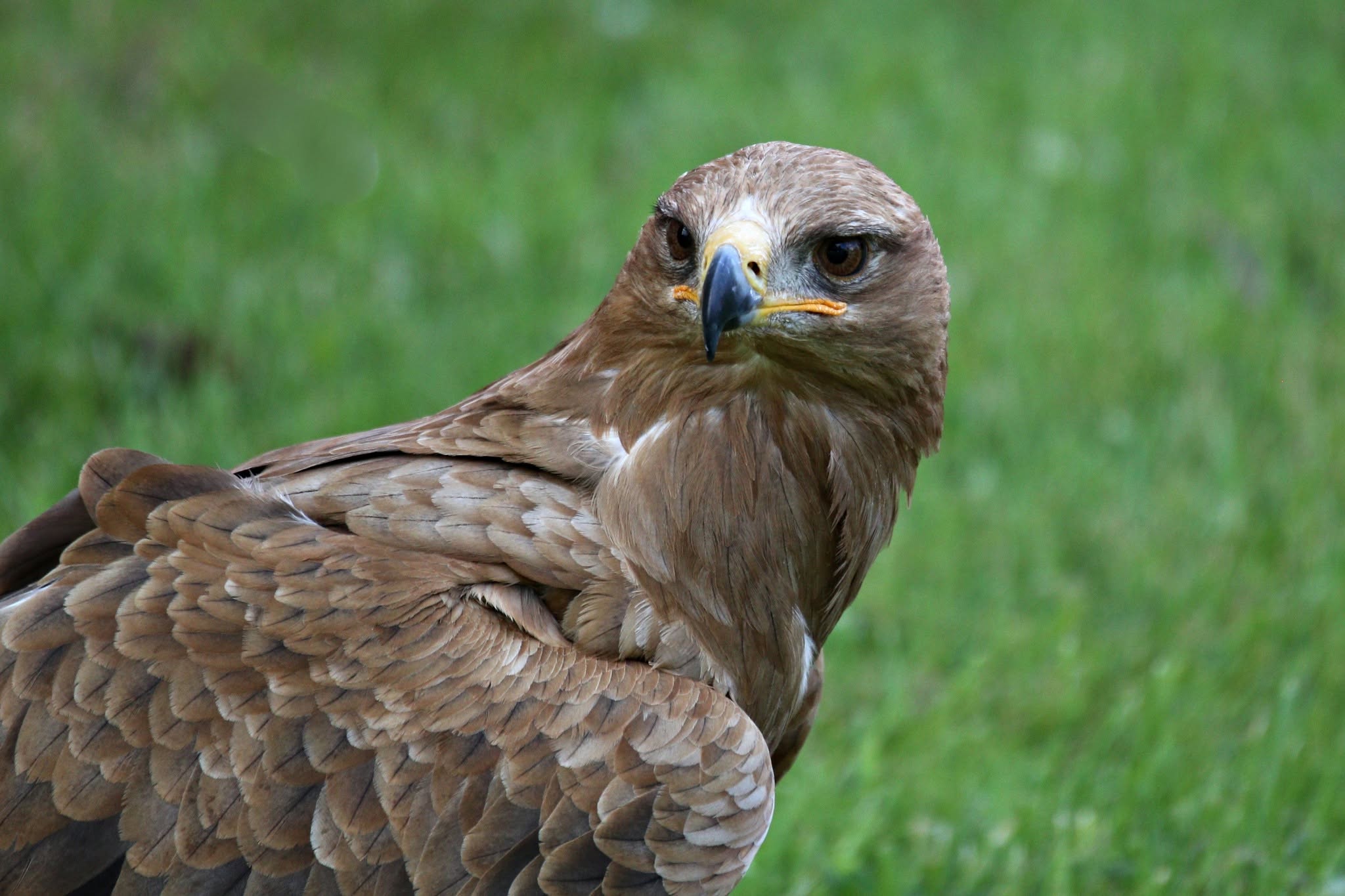Common buzzard talons close up UK bird of prey wingspan