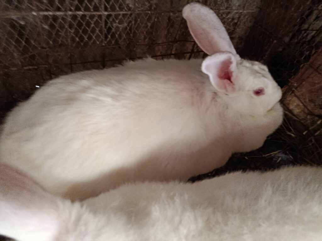 Concerned UK owner monitoring rabbit eating hay symptoms