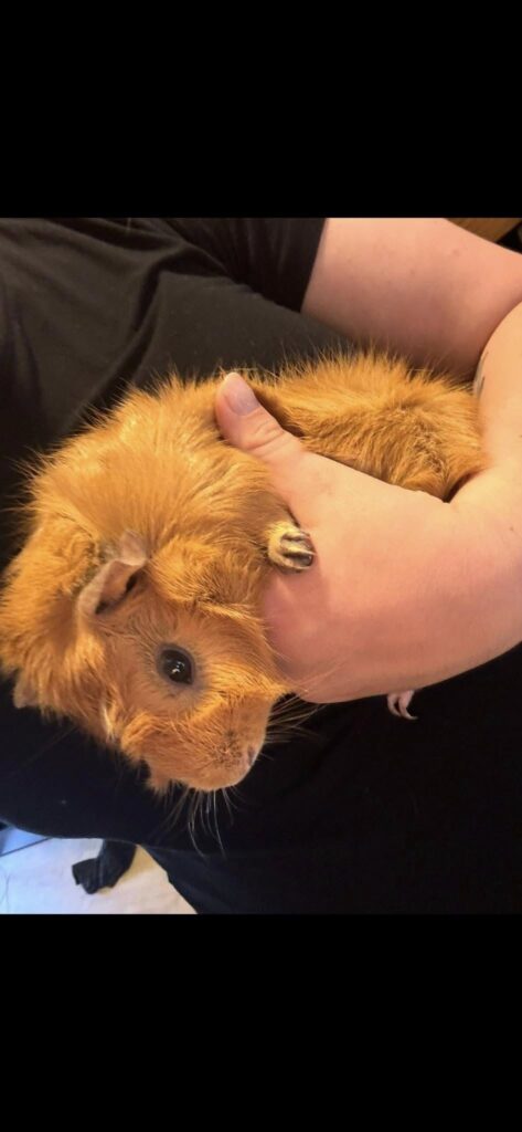 Correct guinea pig handling both hands UK