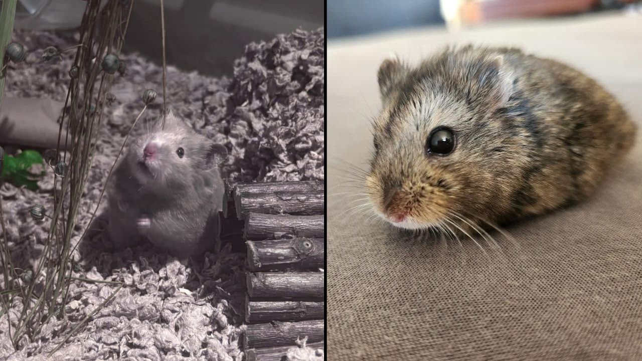 Dangerous UK fluffy hamster bedding warning small pet care