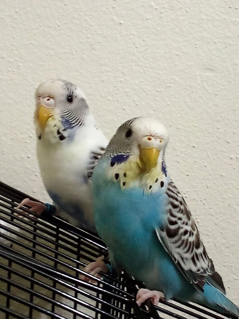 Female budgie crusty brown cere breeding condition normal
