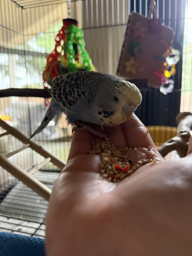 Fresh fruit vegetables safe budgie food UK 