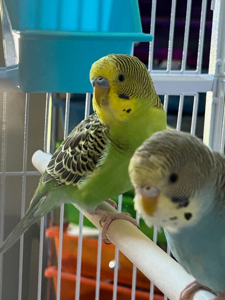 Fresh vegetables budgie diet UK 