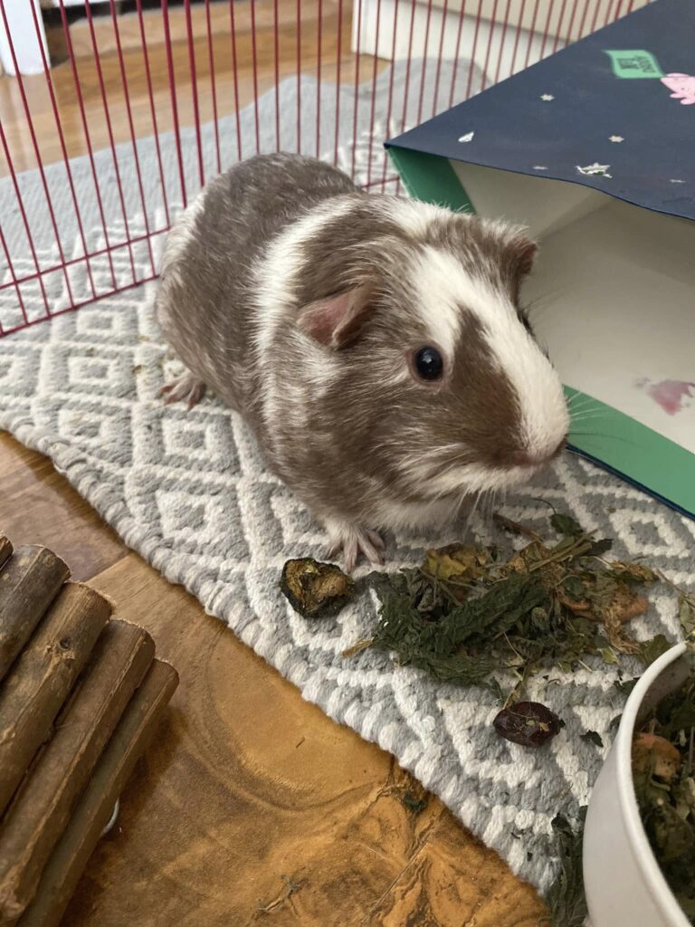 Gentle stroking guinea pig back UK taming