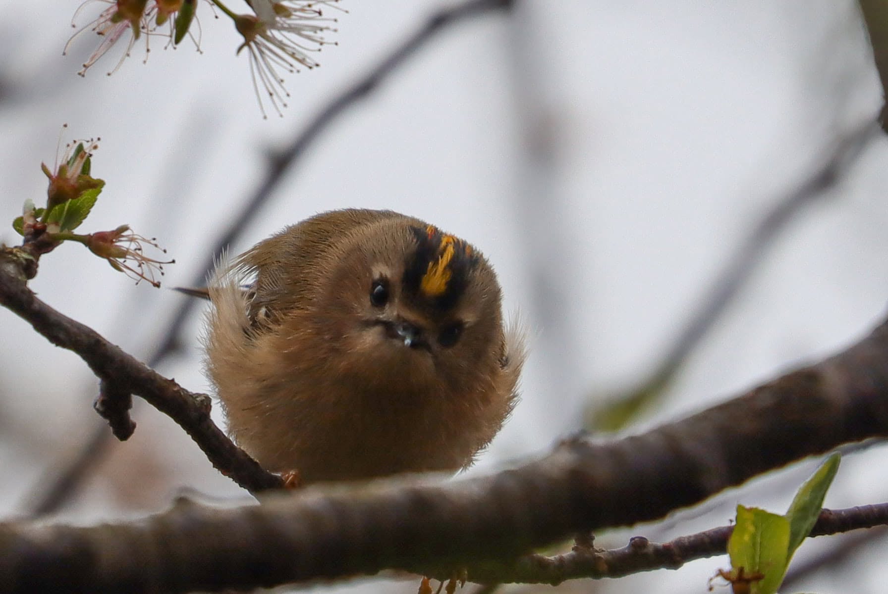 Goldcrest Britain smallest bird garden UK