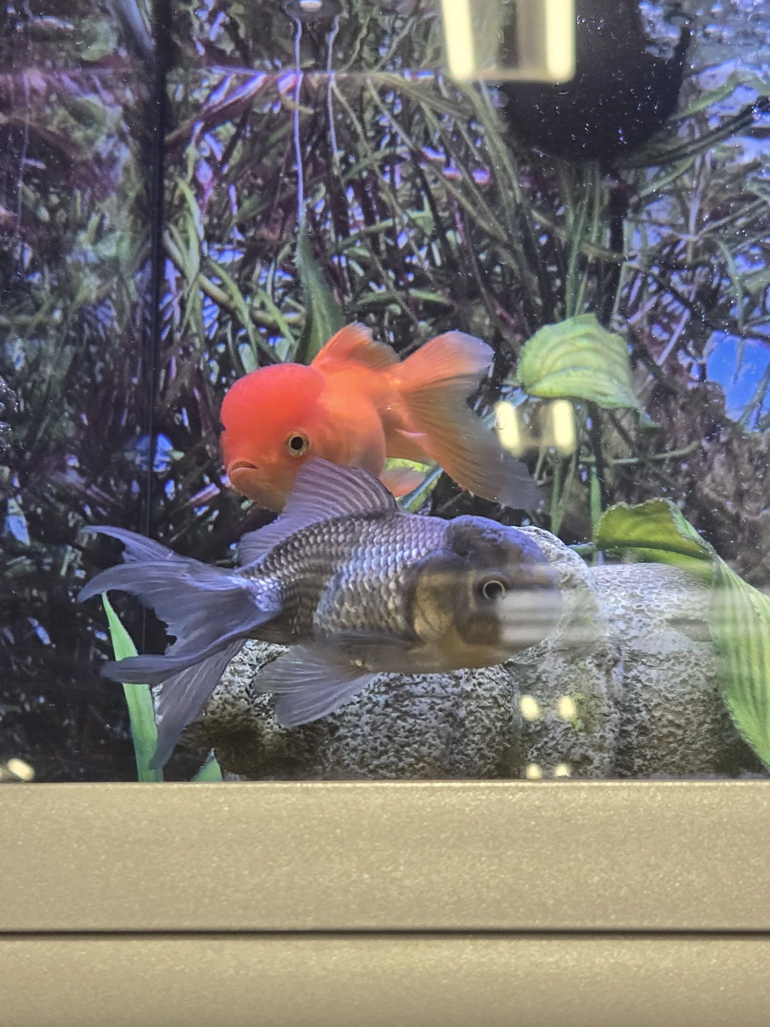 Goldfish small tank UK pet shop inadequate welfare