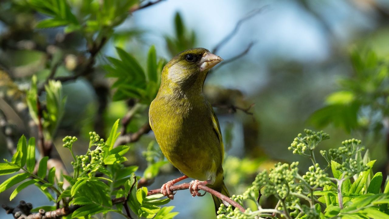 Greenfinch UK garden feeder declining Red List 