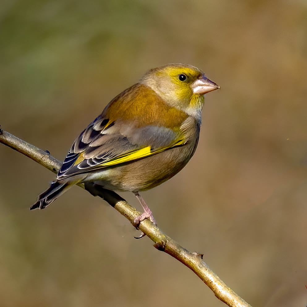 Greenfinch bird UK Red List decline