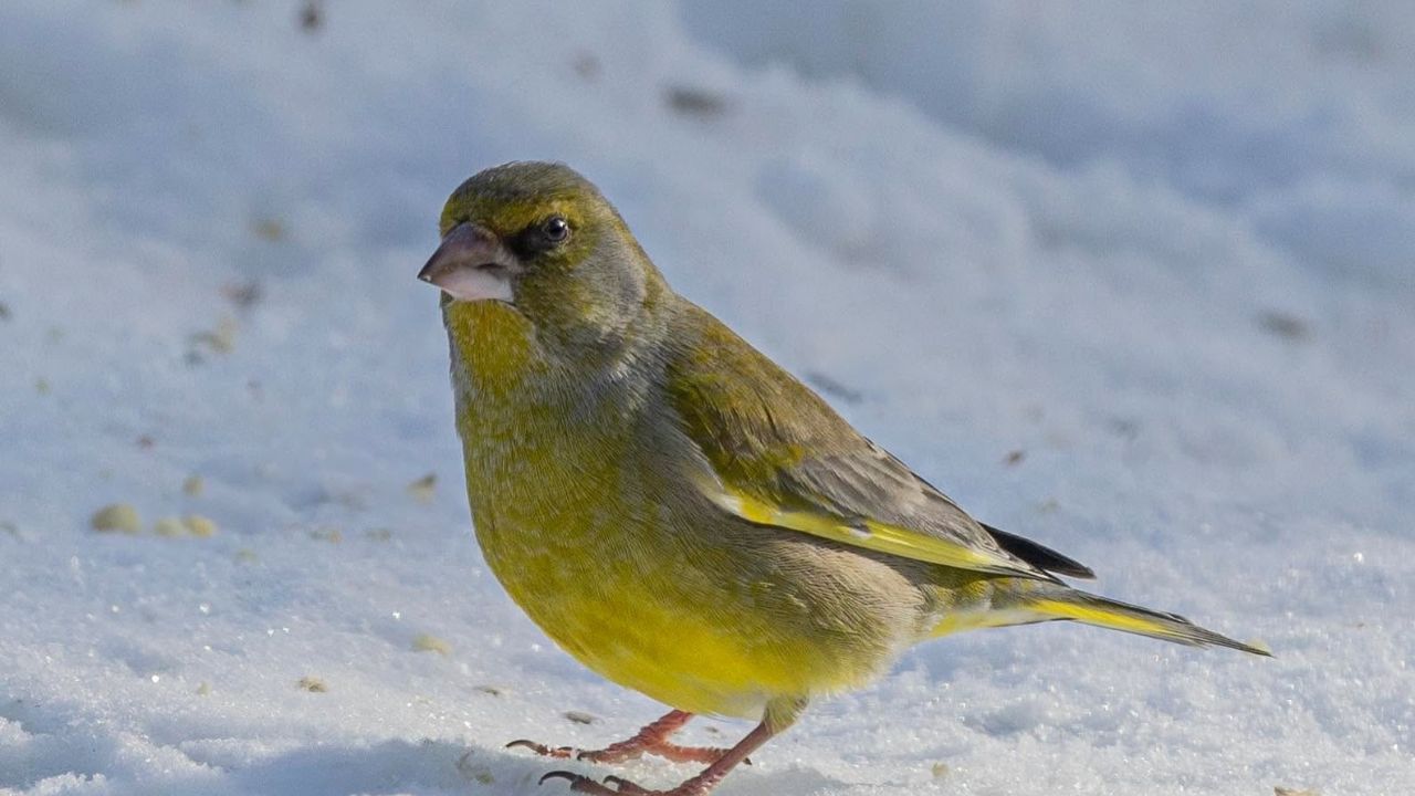 Greenfinches endangered UK pet bird owner lessons