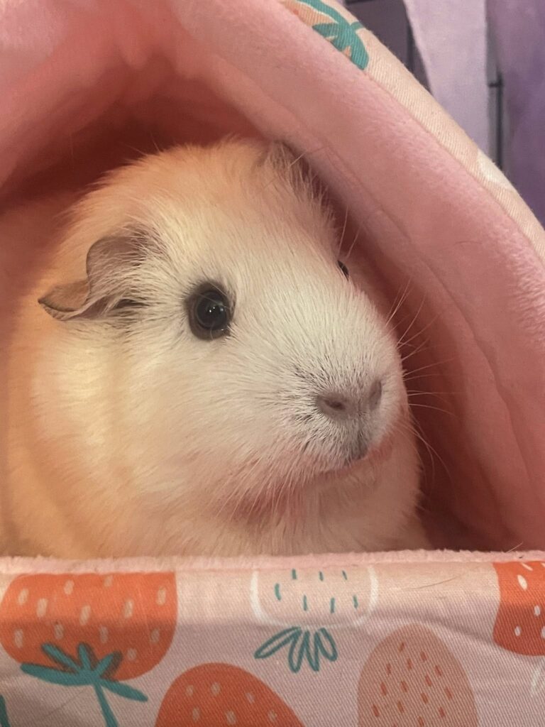 Guinea pig fear response prey animal UK