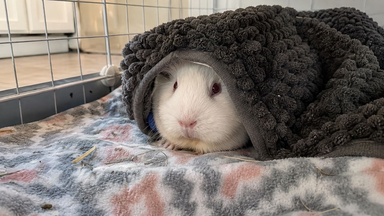 Guinea pig hiding in its hutch in UK home