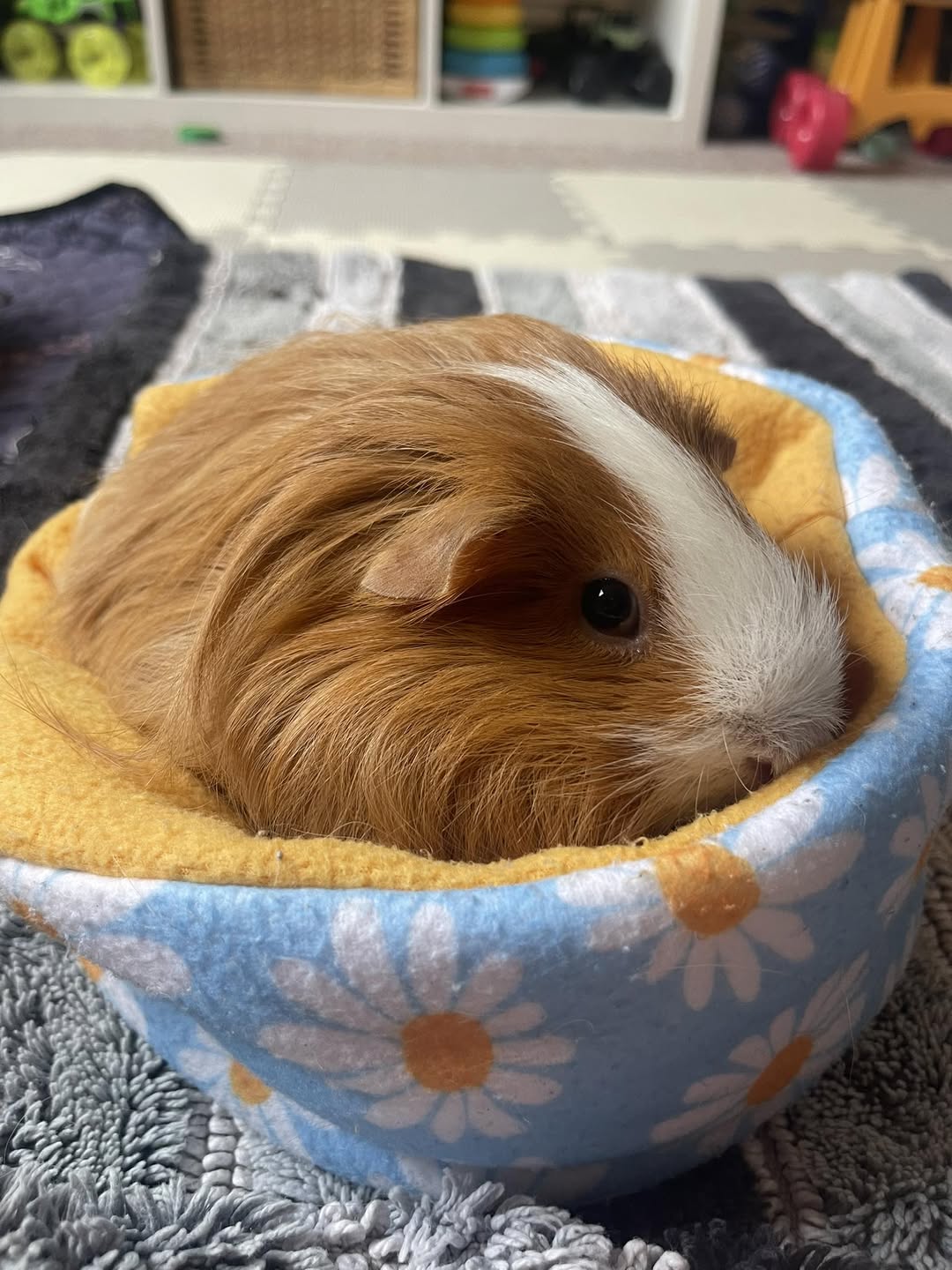 Guinea pig introduction neutral ground UK