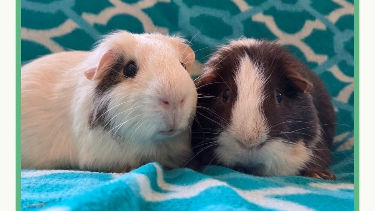 Guinea pig pair bonded happy Paradise Pets Swindon