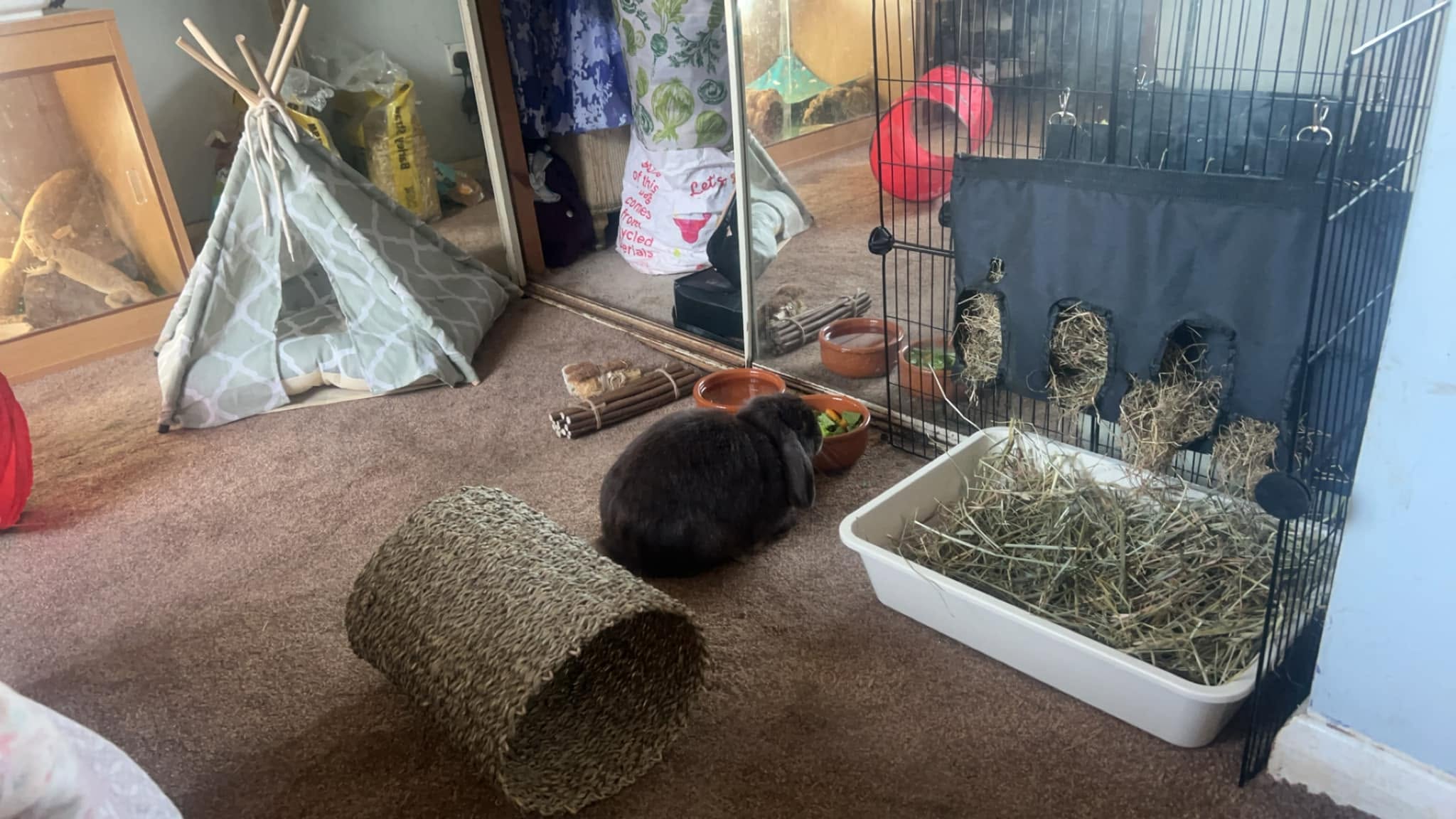 Guinea pig rabbit cool indoors safe UK summer