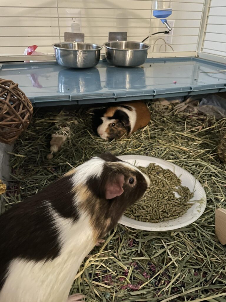 Guinea pig settling in new enclosure UK